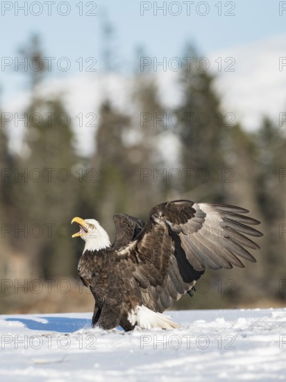 Bald Eagle (Haliaeetus leucocephalus) calling, perched on snow, Alaska, USA