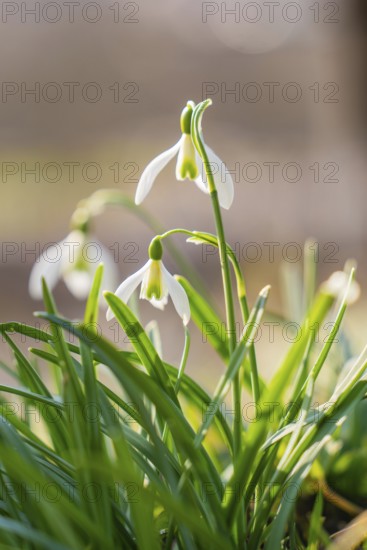 Macro shot of snowdrops in spring with blurred background, Schwäbisch Hall, Germany