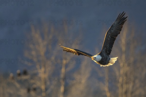 Bald Eagle (Haliaeetus leucocephalus) calling in flight, Alaska, USA
