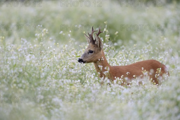 Western Roe Deer (Capreolus capreolus) buck in blooming meadow, Netherlands