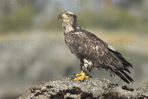 Bald Eagle (Haliaeetus leucocephalus), British Columbia, Canada