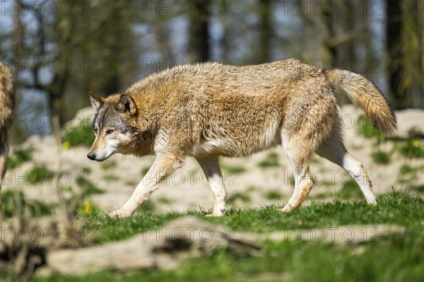 Eastern wolf (Canis lupus lycaon) walking on a meadow, Bavaria, Germany