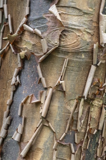 Paperbark maple (Acer griseum), bark, Emsland, Lower Saxony, Germany
