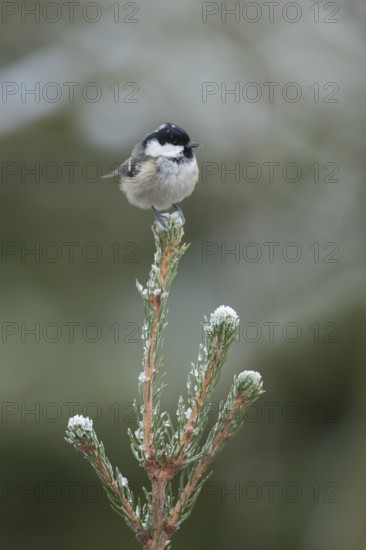 Coal tit (Periparus ater) adult bird on a frost covererd garden Christmas tree branch in winter, England, United Kingdom