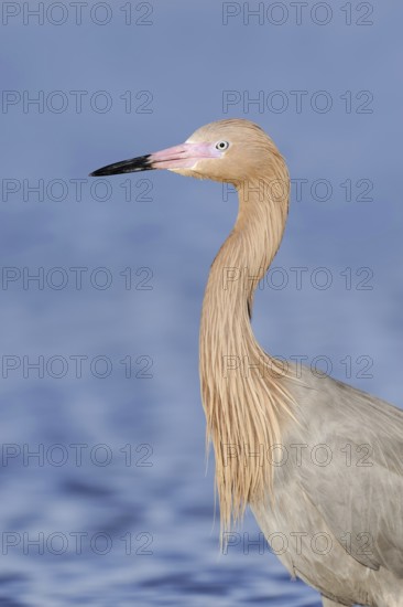 Blue-footed Heron or Reddish Egret (Dichromanassa rufescens, Egretta rufescens), portrait, Florida, USA