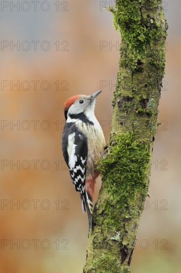 Middle Spotted Woodpecker (Dendrocoptes medius), North Rhine-Westphalia, Germany