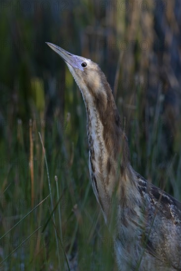 Australasian Bittern (Botaurus poiciloptilus) juvenile, Victoria, Australia