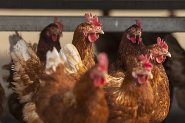 Lively group of brown hens close together on a poultry farm, domestic chicken, Rhineland-Palatinate, Germany