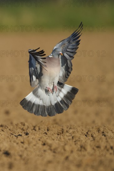 Common Wood Pigeon (Columba palumbus) flying, North Rhine-Westphalia, Germany