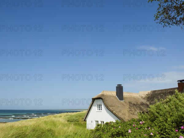 Coastal scene, blooming plants in the foreground, with a thatched building, Ahrenshoop, Baltic Sea, Vorpommern-Rügen district in Mecklenburg-Western Pomerania, Germany