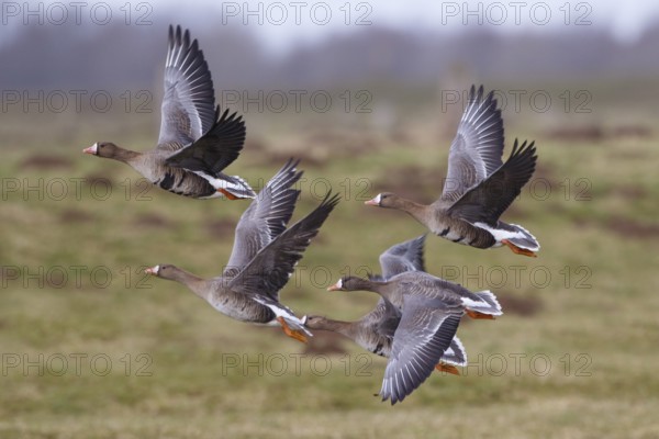 Greater White-fronted Goose & Barnacle Goose (Anser albifrons & Branta leucopsis) flock flying, North Rhine-Westphalia, Germany