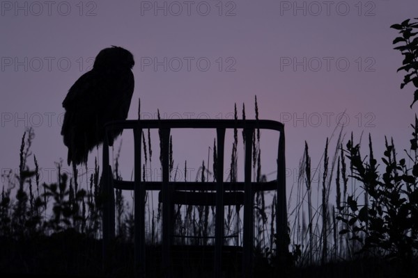 Eurasian Eagle-Owl (Bubo bubo), North Rhine-Westphalia, Germany