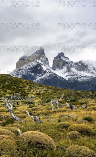 Enchanted dead trees, Cuernos del Paine mountain range in autumn, Torres del Paine National Park, Magallanes region, Chile