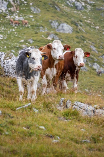 Three cows on a mountain pasture, Carnic Alps, Carinthia, Austria