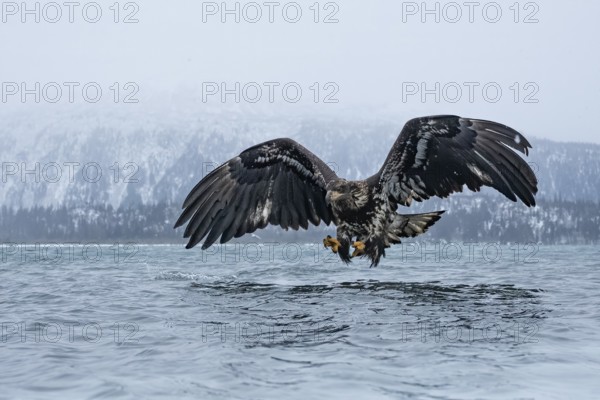 Bald Eagle (Haliaeetus leucocephalus) juvenile hunting, Alaska, USA