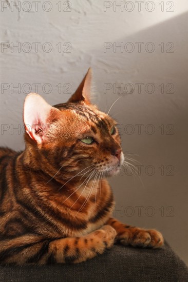Ginger cat, Bengali breed, resting, on the couch, under the sun, vertical, no people