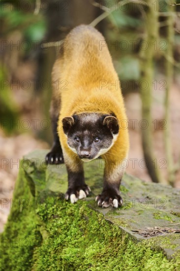 Yellow-throated marten (Martes flavigula)on a rock, Germany