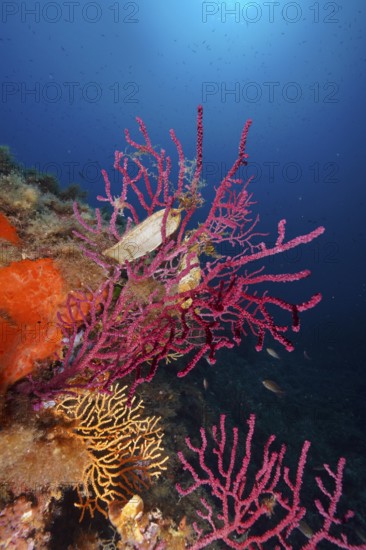 Egg capsule of large spotted catshark (Scyliorhinus stellaris) attached to Violescent sea-whip (Paramuricea clavata) with closed polyps in the Mediterranean Sea near Hyères. Dive site Giens Peninsula, Provence Alpes Côte d'Azur, France