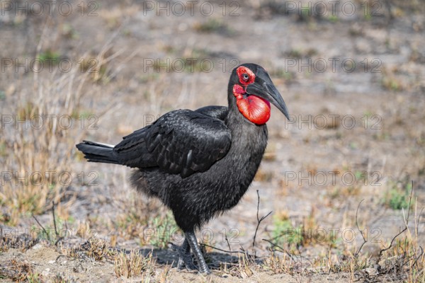Red-faced Hornbill (Bucorvus leadbeateri), on the ground, Kruger National Park, South Africa