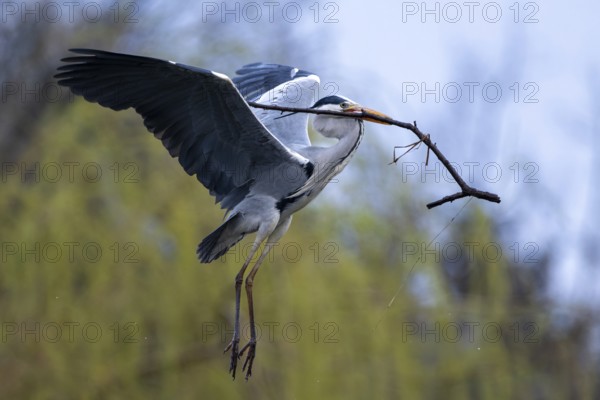 Grey heron (Ardea cinera), flying, with a branch in its beak, building a nest, Vienna, Austria