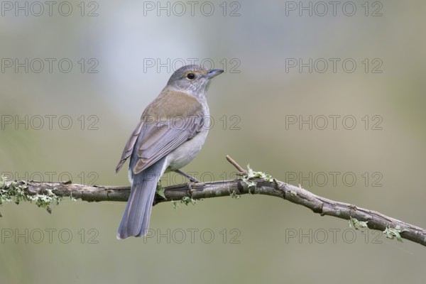 Grey Shrikethrush (Colluricincla harmonica), Victoria, Australia
