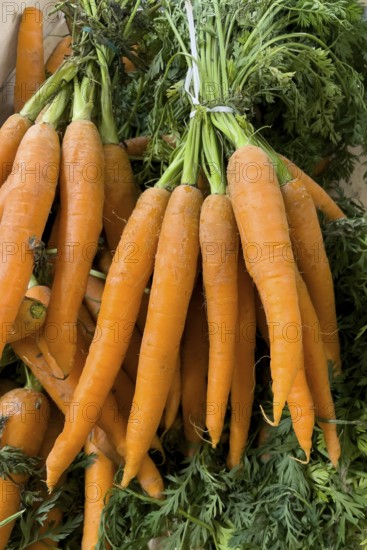 Bunch of carrots (Daucus carota) in display of grocery retailer wholesale fruit and vegetable trader, international
