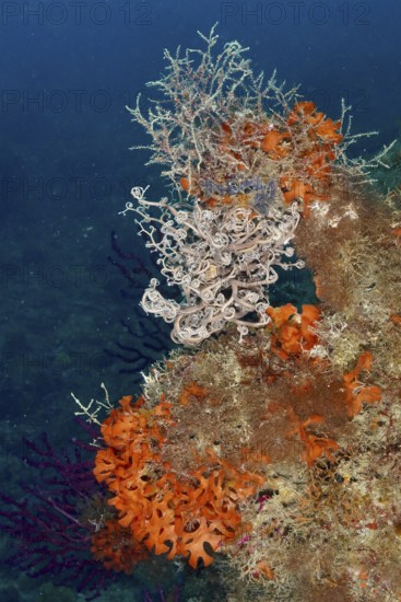 Colourful underwater landscape with various creatures, mediterranean basket star (Astrospartus mediterraneus), orange spiny sponge (Acanthella acuta) and various plants. Dive site Marine reserve Cap de Creus, Rosas, Costa Brava, Spain, Mediterranean Sea