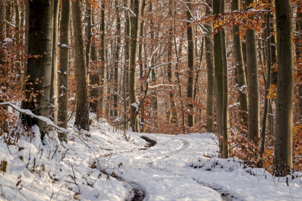 Tracks in a snowy forest path between slender, tall trees with remnants of autumn foliage, winter, Bad Pyrmont, Lower Saxony, Germany