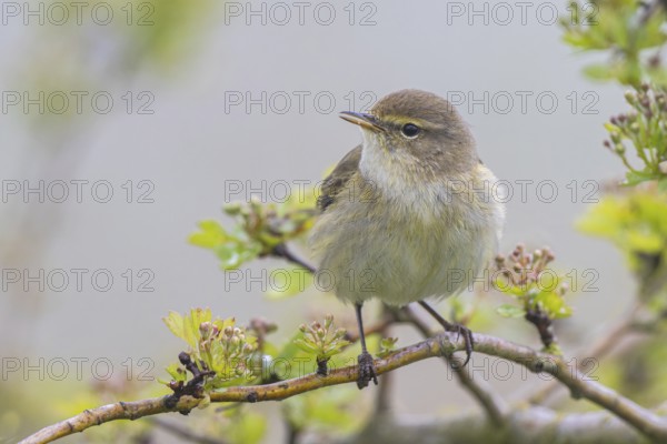 Common Chiffchaff (Phylloscopus collybita) perched on a branch, North Rhine-Westphalia, Germany