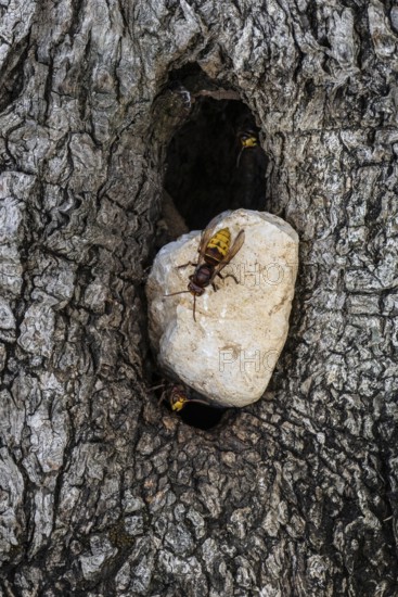 Hornets (Vespa crabro) at the nest entrance in an olive tree, Sicily, Italy