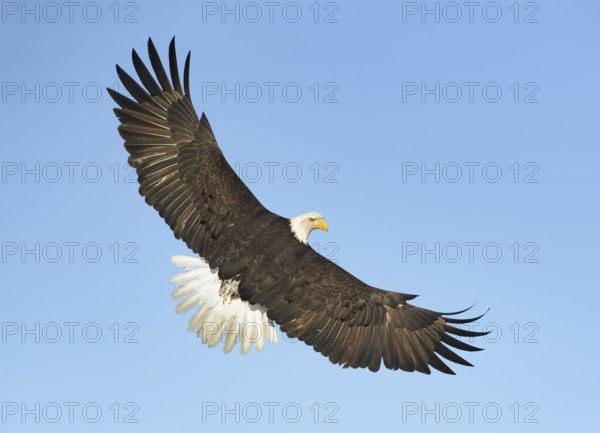 Bald Eagle (Haliaeetus leucocephalus) flying, Alaska, USA