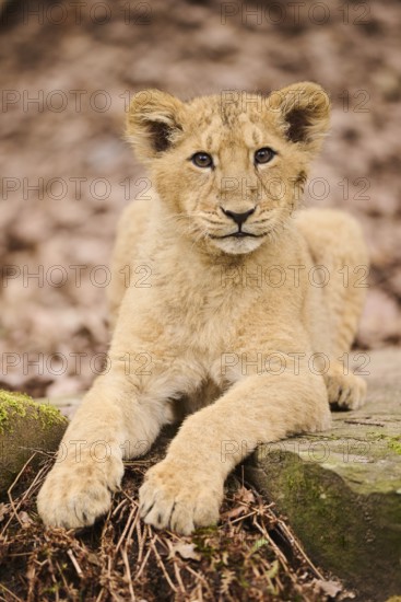 Asiatic lion (Panthera leo persica) cub lying on the ground, captive