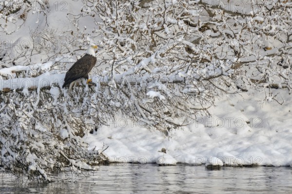 Bald Eagle (Haliaeetus leucocephalus), Alaska, USA