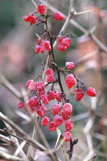 Berberis aggregata, winter, Germany