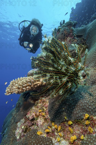 Diver swimming dives through intact coral reef of hard corals (Scleractinia) in Western Pacific illuminated Noble Feather Star (Comaster nobilis) Hair Star, Pacific Ocean, Yap Island, Yap State, Caroline Islands, Federated States of Micronesia FSM, Australia, Oceania