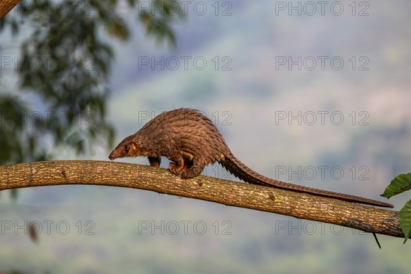 Pangolin climbing a tree, white-bellied pangolin (Phataginus tricuspis, Manis tricuspis), Western Region, Pangolin Rescue Center, Uganda