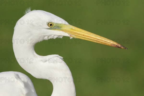 Great Egret (Ardea alba), North-Rhine Westfalia, Germany