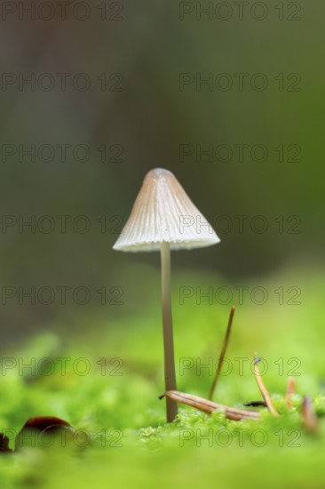 Milky mycena (Mycena galopus) mushroom in a forest in autumn, Bavaria, Germany
