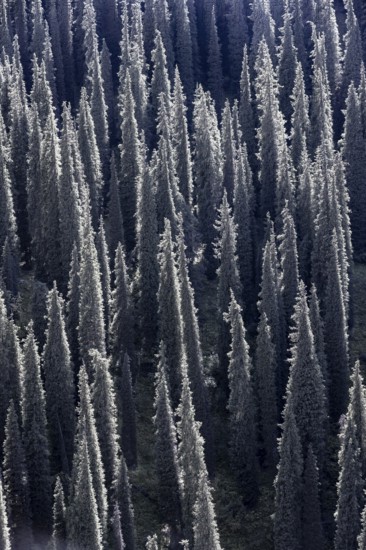 Coniferous forest, Many trees, Siberian Fir tree (Abies sibirica), Tien Shan Mountains, Kyrgyzstan