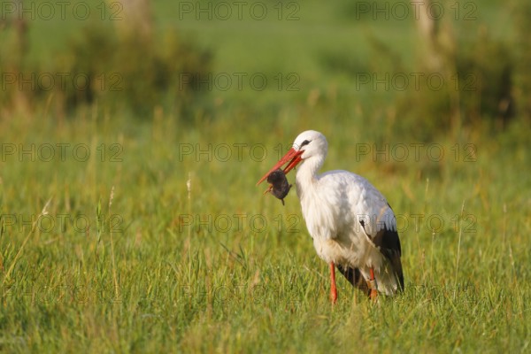 White Stork (Ciconia ciconia) female with caught mole in its beak, North Rhine-Westphalia, Germany
