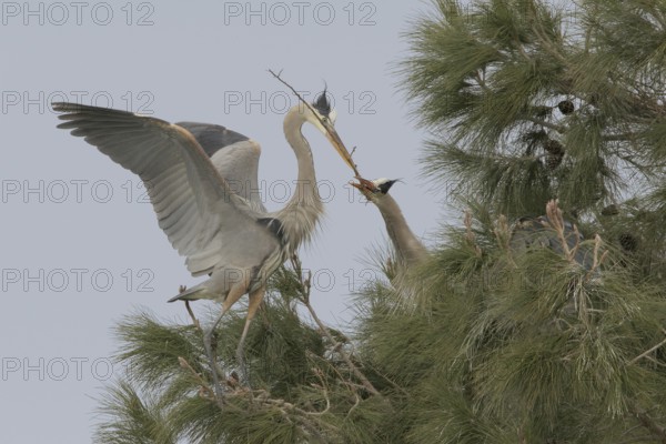 Great Blue Heron (Ardea herodias), Arizona, USA