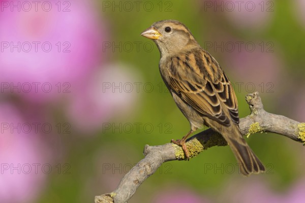 House Sparrow, Passer domesticus, Moineau domestique, Gorrión Común, Beindersheim, Bad Dürkheim district, Rhineland-Palatinate, Germany