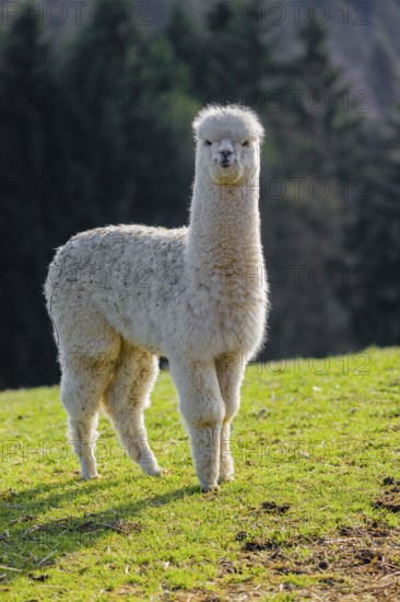 One young white Alpaca (Vicugna pacos) stands on a green meadow . A forest is in the distant background