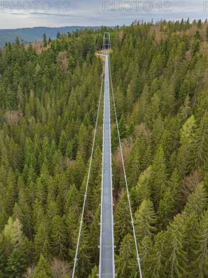 A long bridge cuts through a dense forest from the perspective of an observer, Wildline Suspension Bridge, Bad Wildbad, Black Forest, Germany
