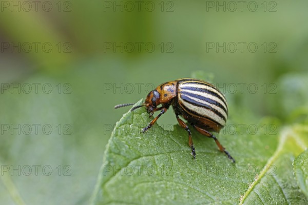 Colorado potato beetle (Leptinotarsa decemlineata), animals, insects, beetle, leaf beetle, pest, Colorado potato beetle, potato plant, Baden-Württemberg, Federal Republic of Germany