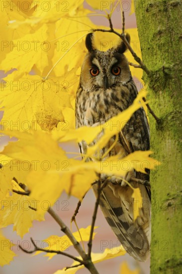 Long-eared Owl (Asio otus) perched on a branch, North Rhine-Westphalia, Germany