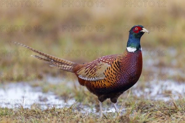 Fasan, Common Pheasant, Pheasant, Ring-necked Pheasant, Phasianus colchicus, Faisan de Colchide, Faisan de chasse, Faisán Vulgar