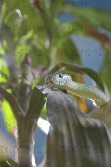Western green mamba (Dendroaspis viridis), green mamba, venomous snake, climbs in a tree, occurrence in Africa, captive, Terrazoo, North Rhine-Westphalia, Germany