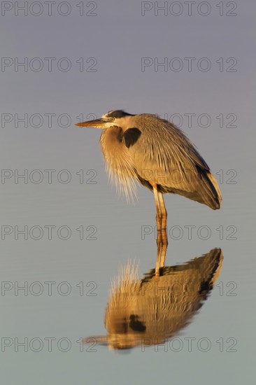 Great Blue Heron (Ardea herodias), Florida, USA