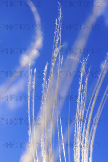 Feather grass (Stipa pennata) at a blue sky at a abstract nature pattern